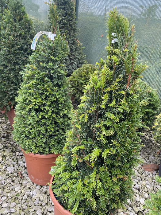 Yew Cone 60/70cm