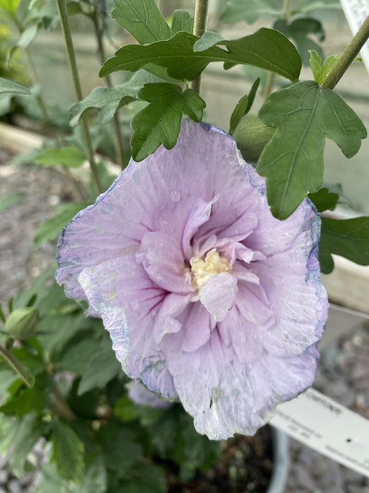 Hibiscus Lavender Chiffon 4.5 Litre Pot