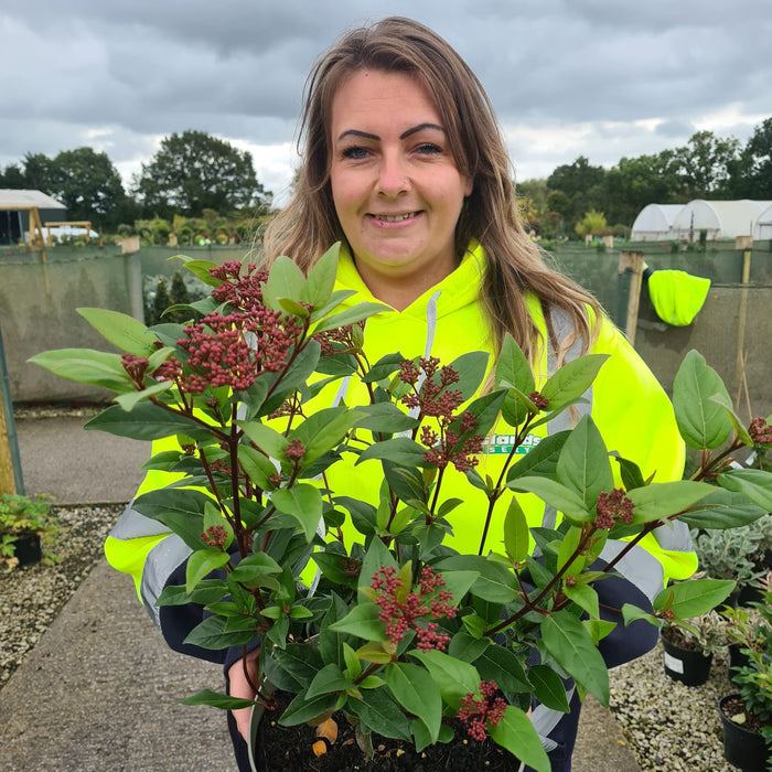 Viburnum Tinus Spirit 5 Litre Pot