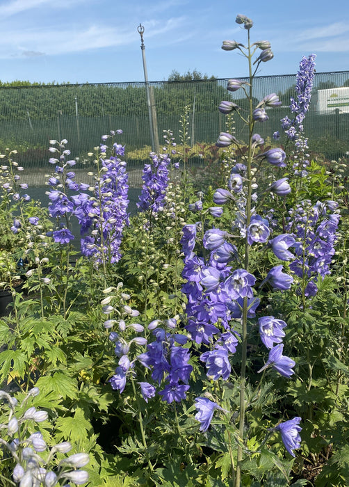 Delphinium Lavender 3 Litre Pot