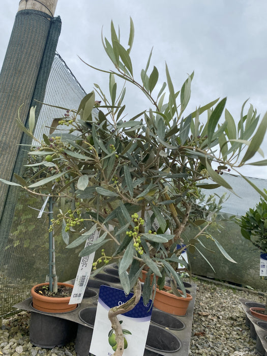 Olea Europea / Olive Tree Mini Standard Spiral 3 Litre Pot