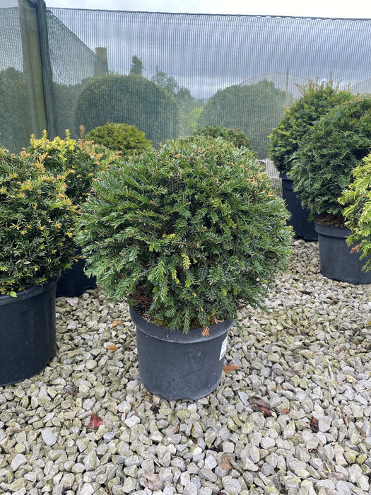 Yew - Taxus Baccata Ball 35cm