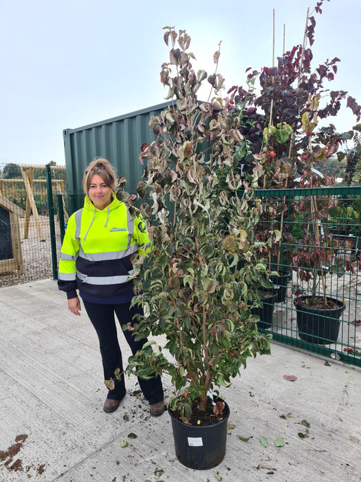 Cornus Kousa Chinensis 20 Litre Pot 210/220cm Tall