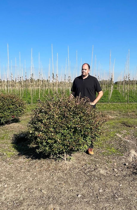 Euonymus Alatus Root Ball Topiary Ball 120/130cm Wide Dug To Order