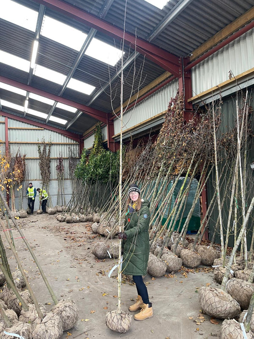 Betula Utilis Jacquemontii Rootballed 6/8cm Girth