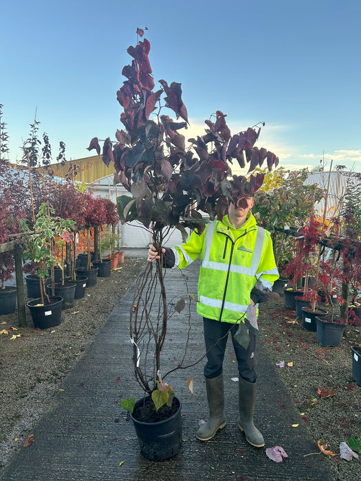 Cercis canadensis Forest Pansy 20 Litre Pot