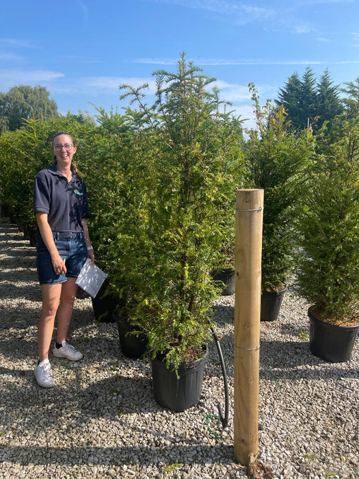 Yew Hedging Potted 150-160cm Seconds Quality