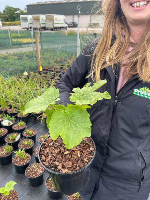 Alcea Rosea Double Rose 3 Litre Pot