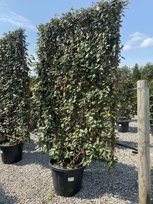 Elaeagnus Ebbingei Espallier 200 x 130cm