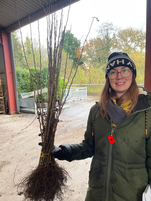 Hawthorn Hedging Bare Root 80-100cm