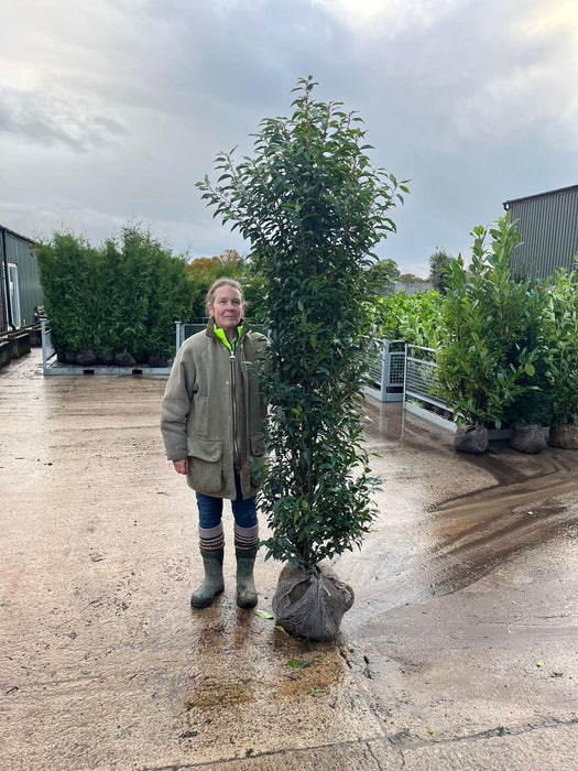 Portuguese Laurel 180/200cm Root Ball