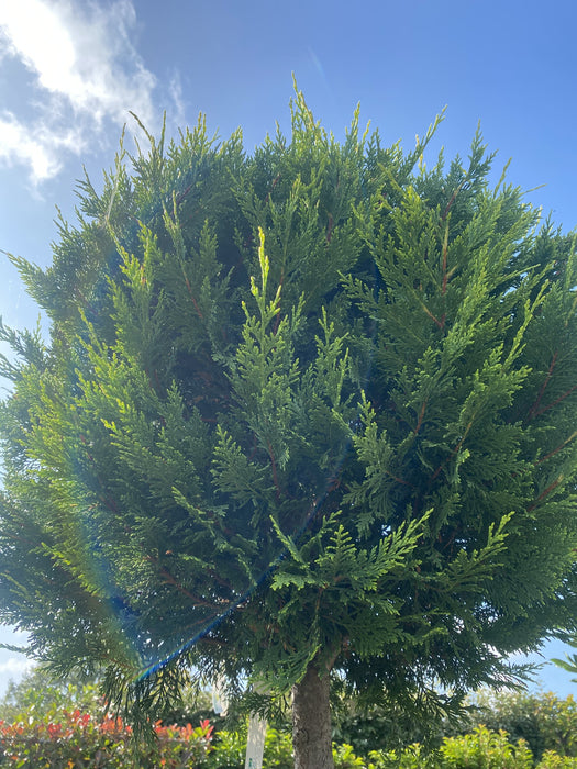 Cupressus Castlewellan Gold 3/4 Standard