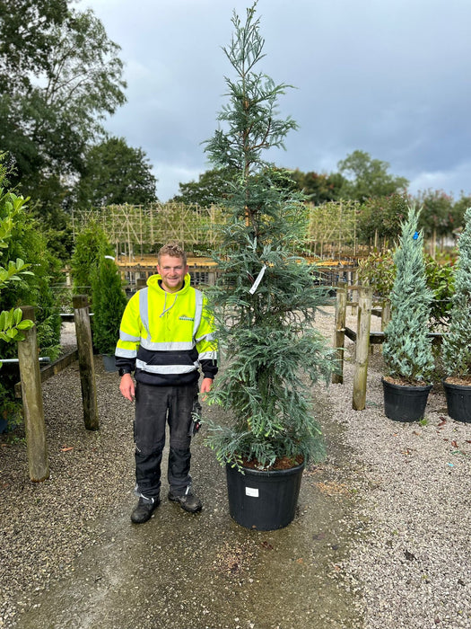 Sequoiadendron Winter Blue 70 Litre Pot