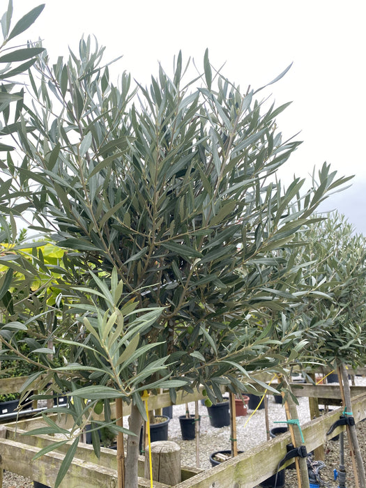 Olea Europea / Olive Tree Heavy 1/2 Standard 18 Litre Pot