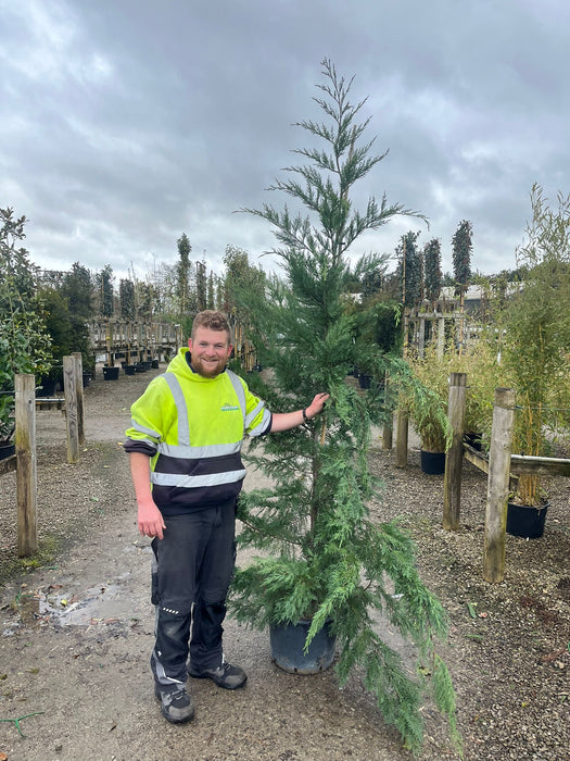 Leylandii Hedging 220/240cm 25 Litre