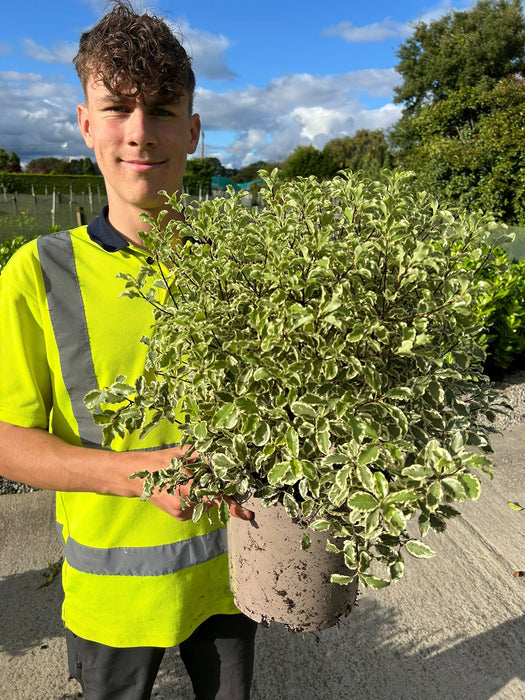 Pittosporum Tenuifolium Variegatum 5 Litre Pot