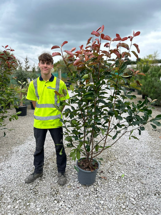 Photinia Red Robin 15 Litre Pot