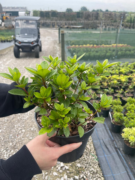 Azalea japonica Vuyks Scarlet 3 Litre Pot