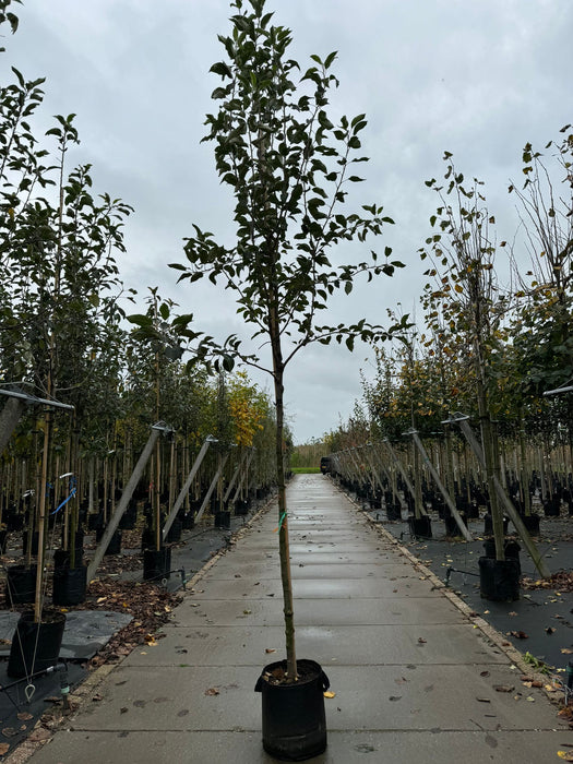 Apple Malus Laxtons Superb 10/12cm Girth 35 Litre Pot