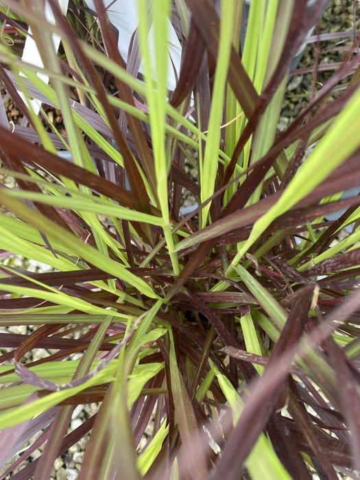 Pennisetum Setaceum Rubrum 4.5 Litre Pot