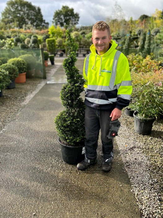 Taxus Baccata Spiral 130/140cm 25 Litre Pot