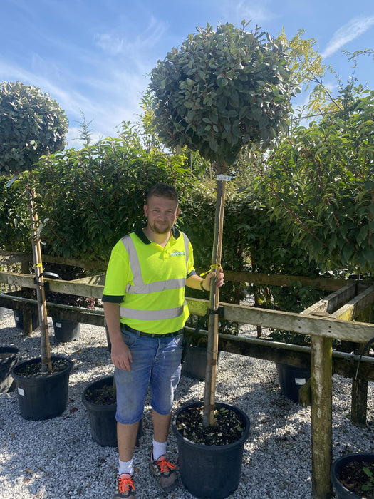 Elaeagnus Compacta 3/4 Standard 35 Litre Pot 150cm Stem