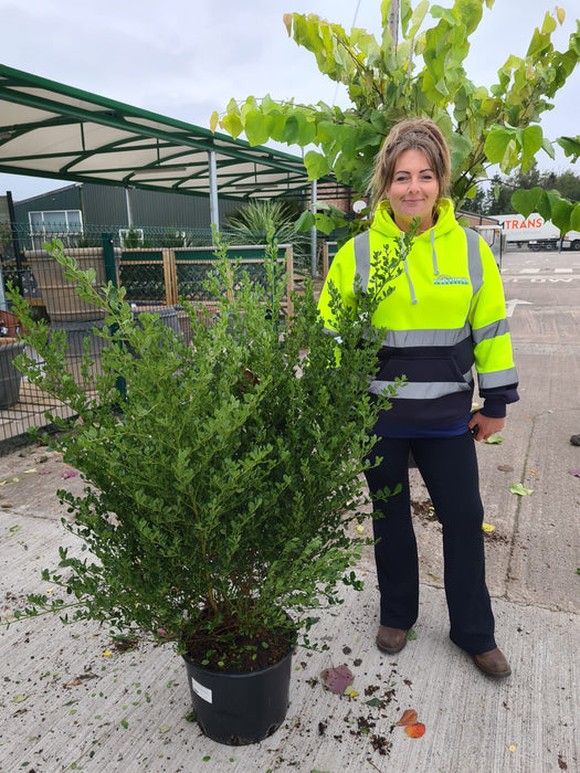 Ceanothus Impressus Victoria 20 Litre Pot 110/120cm Tall