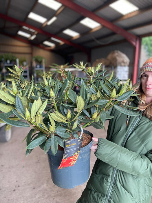 Rhododendron Hybrid Vulcan Flame 5 Litre Pot