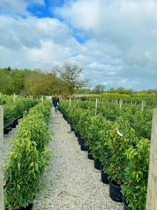 Portuguese Laurel Hedging 100/125cm Root Ball