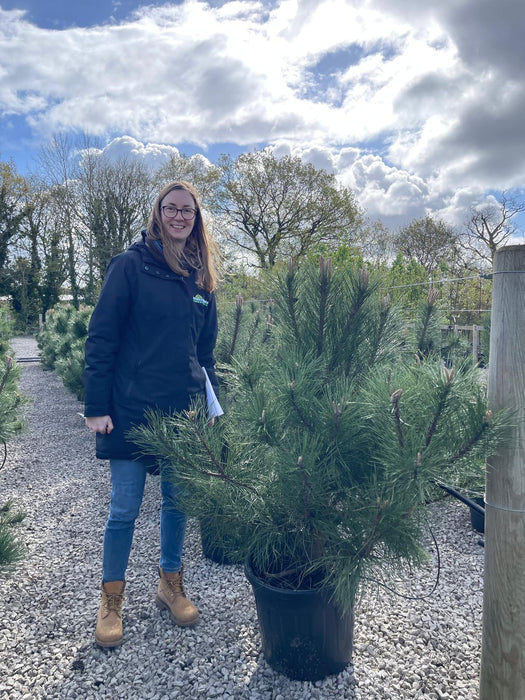 Pinus Nigra Nigra 35 Litre 110/125cm