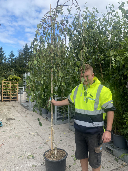 Betula Pendula Youngii Standard 8-10cm Girth 25 Litre Pot