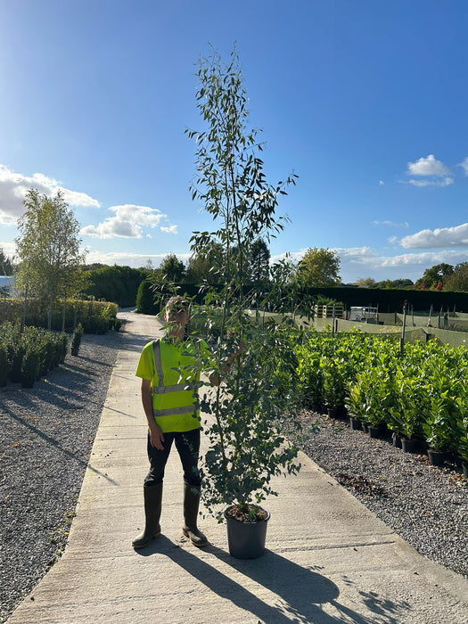 Eucalyptus Silverana 15 Litre Pot