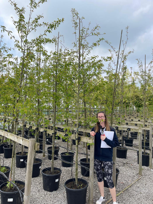 Amelanchier Lamarckii 6-8 cm Girth Full Standard Potted