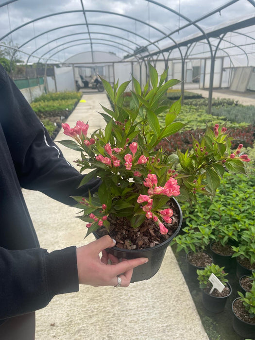 Weigela Florida All Summer Peach 3 Litre Pot