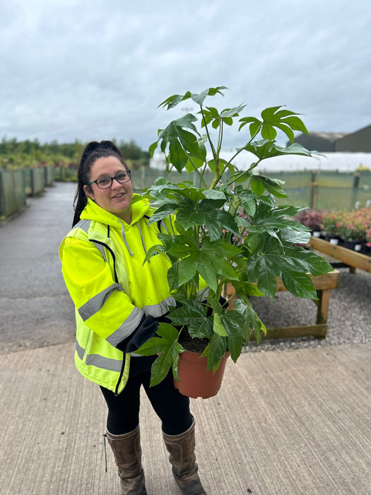 Fatsia Japonica 7.5 Litre Pot