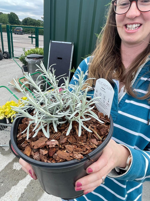 Helichrysum Korma 3 Litre Pot