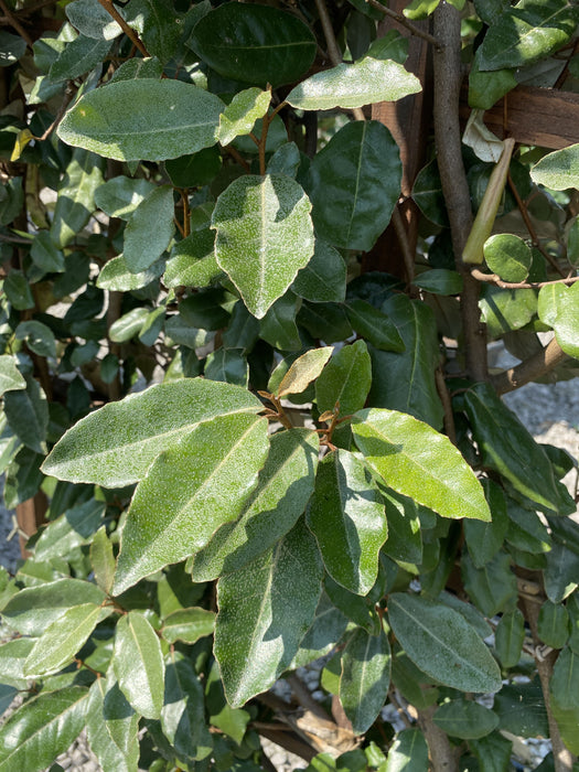 Elaeagnus Ebbingei Pleached Standard 180 Stem 120x120 Frame