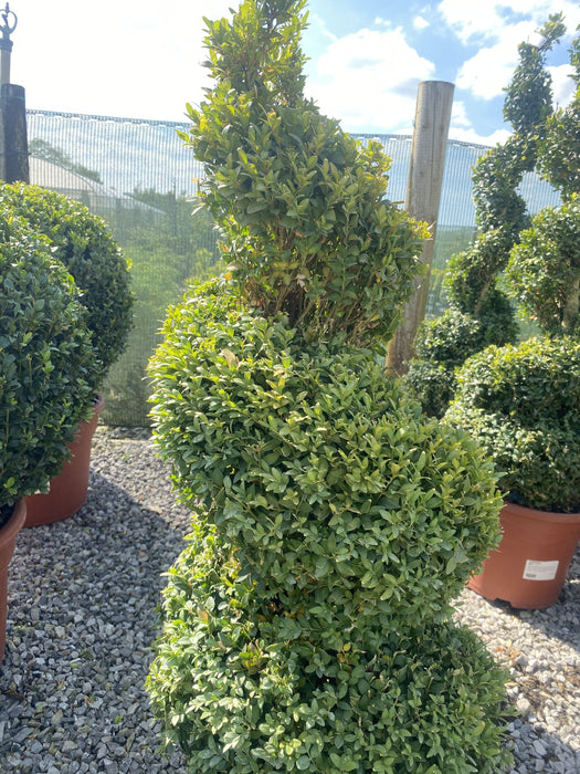 Buxus Or Box Spiral 10 Litre Pot 90-100cm