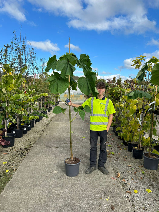 Paulownia Fast Blue 15 Litre Pot