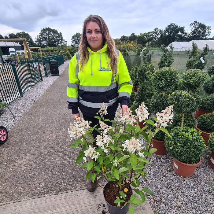 Hydrangea Paniculata Pinky Winky 7.5 Litre Pot