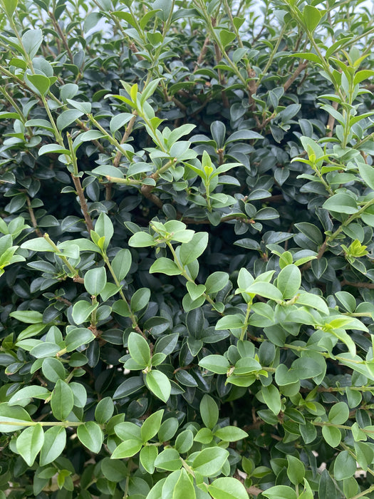 Ligustrum Delavayanum 1/2 Standard 18 Litre Pot