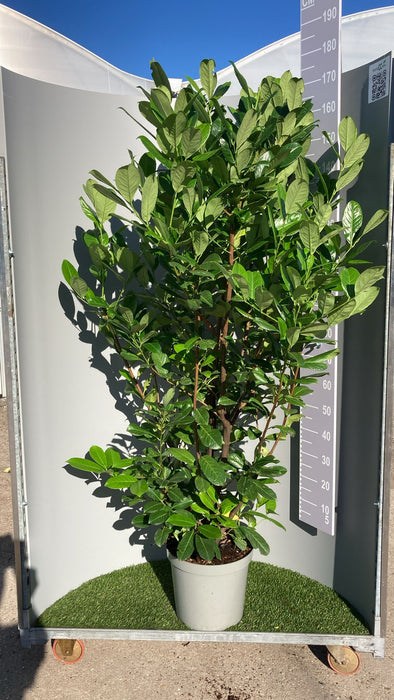 Laurel Hedging, Cherry Laurel 20 Litre Pot 150/175cm