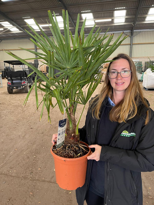 Trachycarpus Fortunei 9 Litre Pot