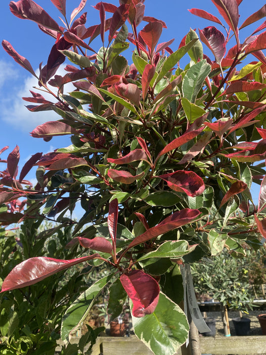 Photinia x fraseri Pink Marble Half Standard 35 Litre Pot