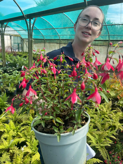 Fuchsia Lady Thumb 3 Litre Pot