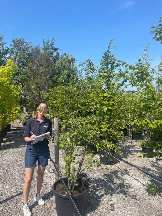 Alnus Incana Multi Stem 250/300cm Rootballed Delivery November