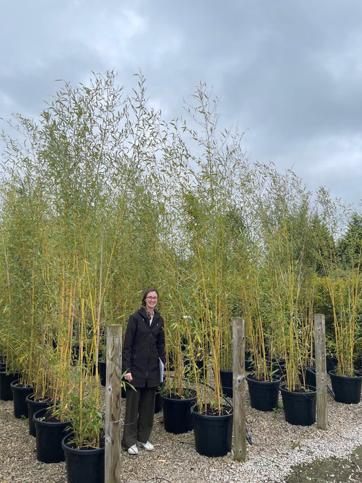 Bamboo Phyllostachys Aureosulcata Spectabilis 65 Litre Pot 3-3.5Metre