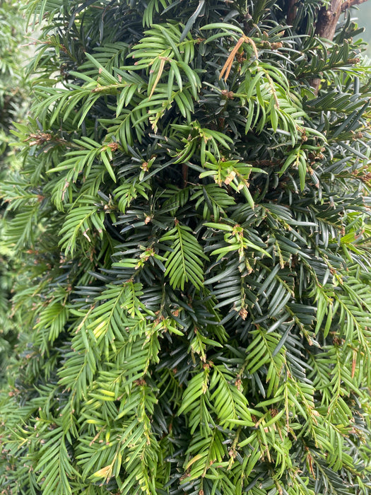 Yew Cone 12 Litre Pot 80/90cm