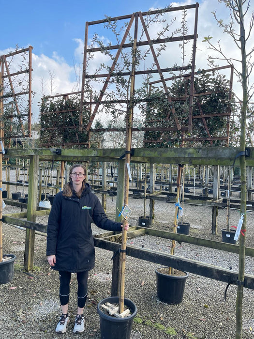 Quercus Suber Pleached 180cm ST 120cm X120cm Frame