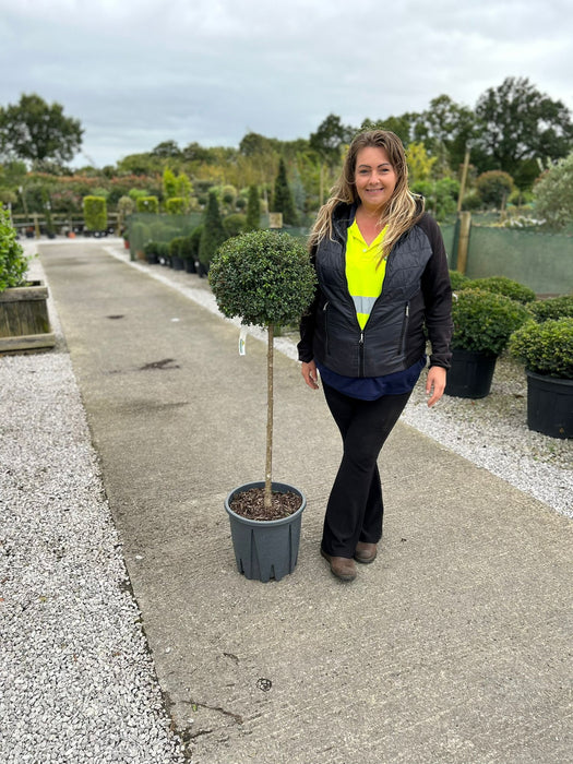 Ligustrum Delavayanum 1/2 Standard 18 Litre Pot